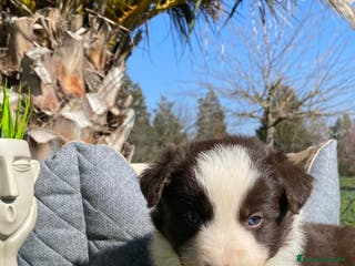 Border Collie perros BORDER COLLIE CHOCOLATE EN VENTA - Anuncio 27