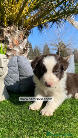 Border Collie perros BORDER COLLIE CHOCOLATE EN VENTA - Anuncio 13