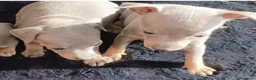 Ratón de Praga perros en venta: RATÓN DE PRAGA - Anuncio 7