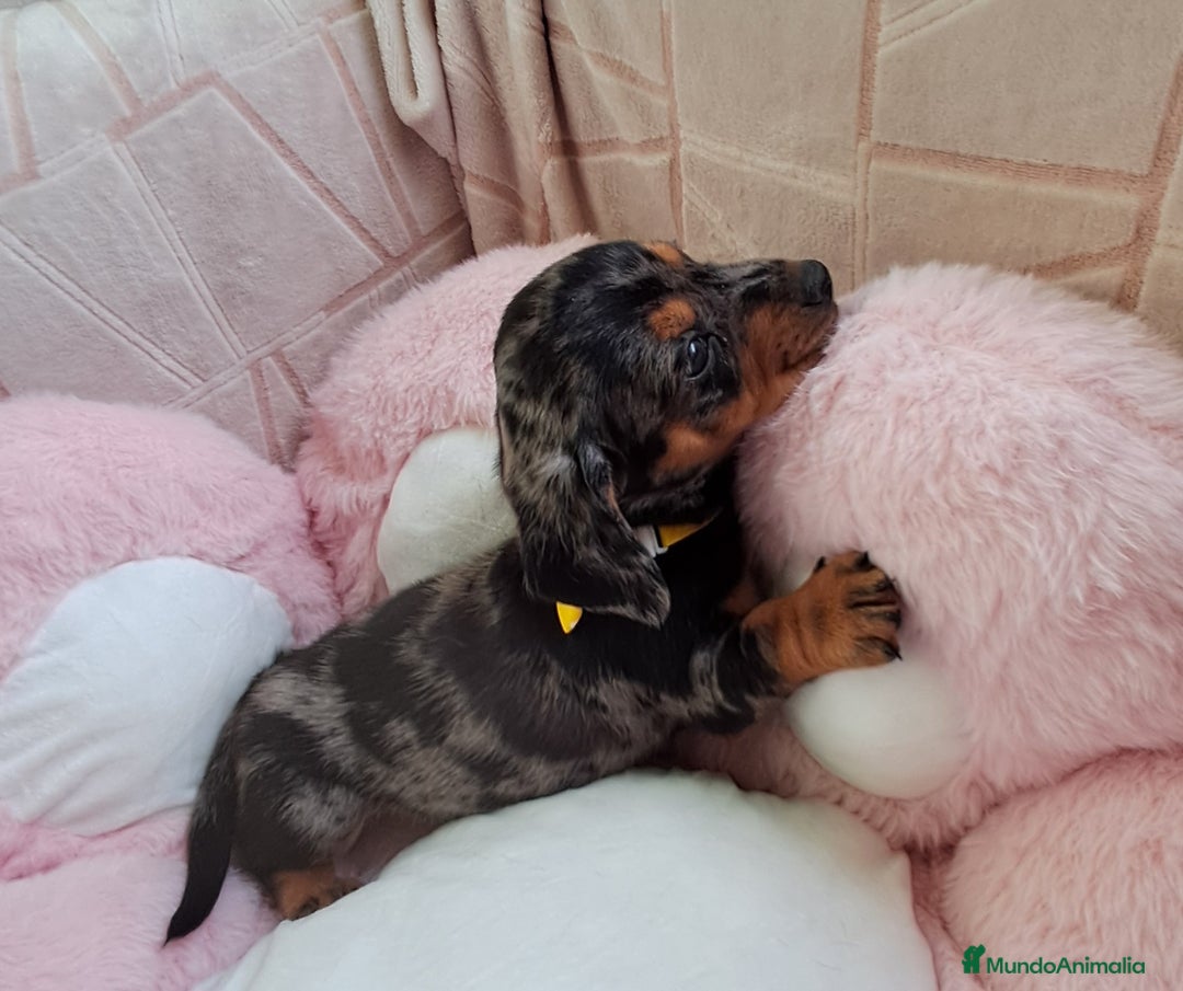 Teckel perros en venta: Bebés Teckels/ Perro salchicha  - Imagen 1