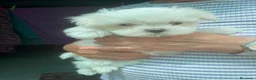 Bichón Maltés perros en venta: Bichon maltés  - Anuncio 5
