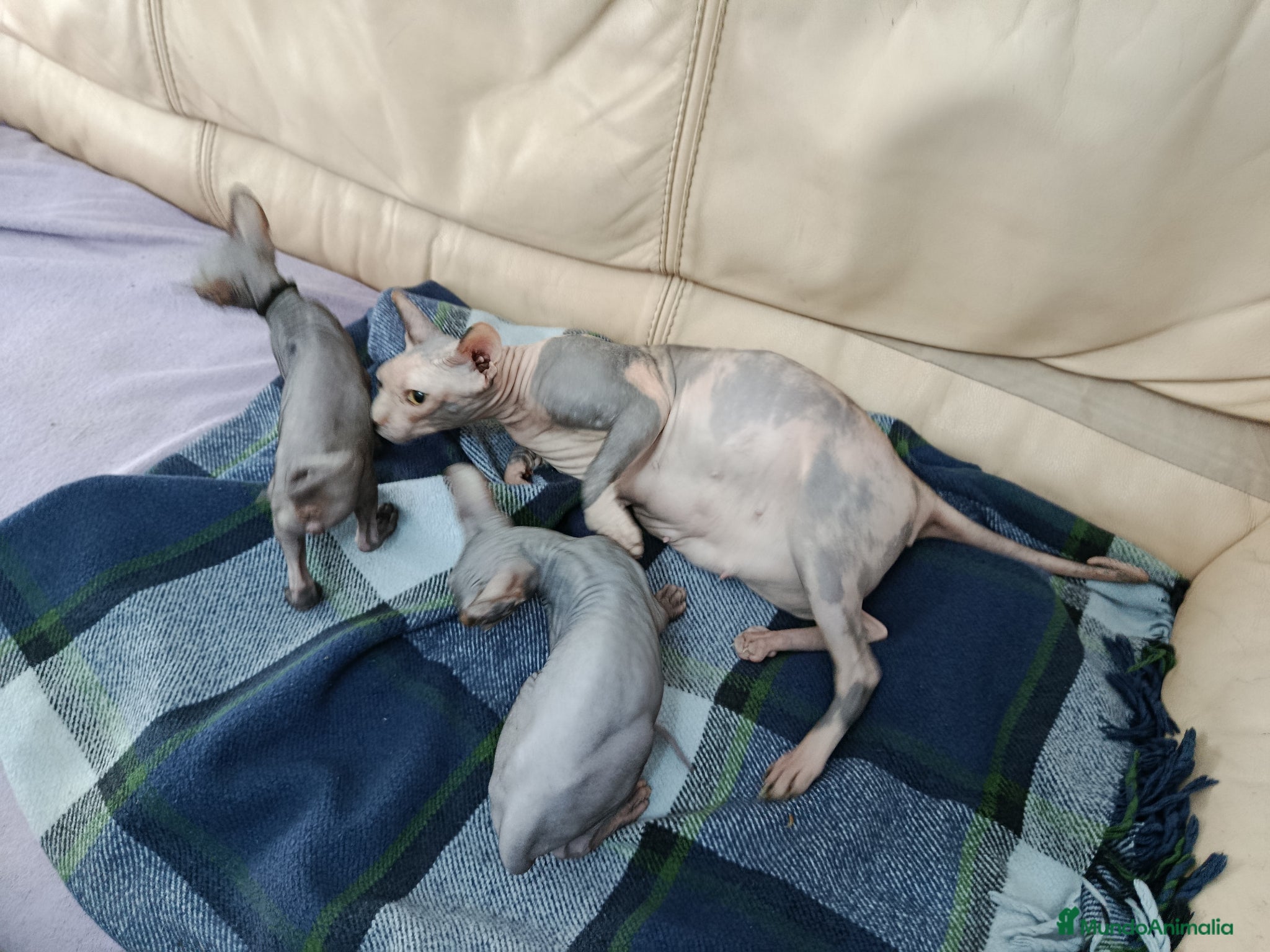 Sphynx gatos Parejita de Sphynx  - Anuncio 1
