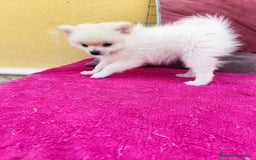 Pomerania perros en venta: Pomerania toy macho blanco  - Imagen 7