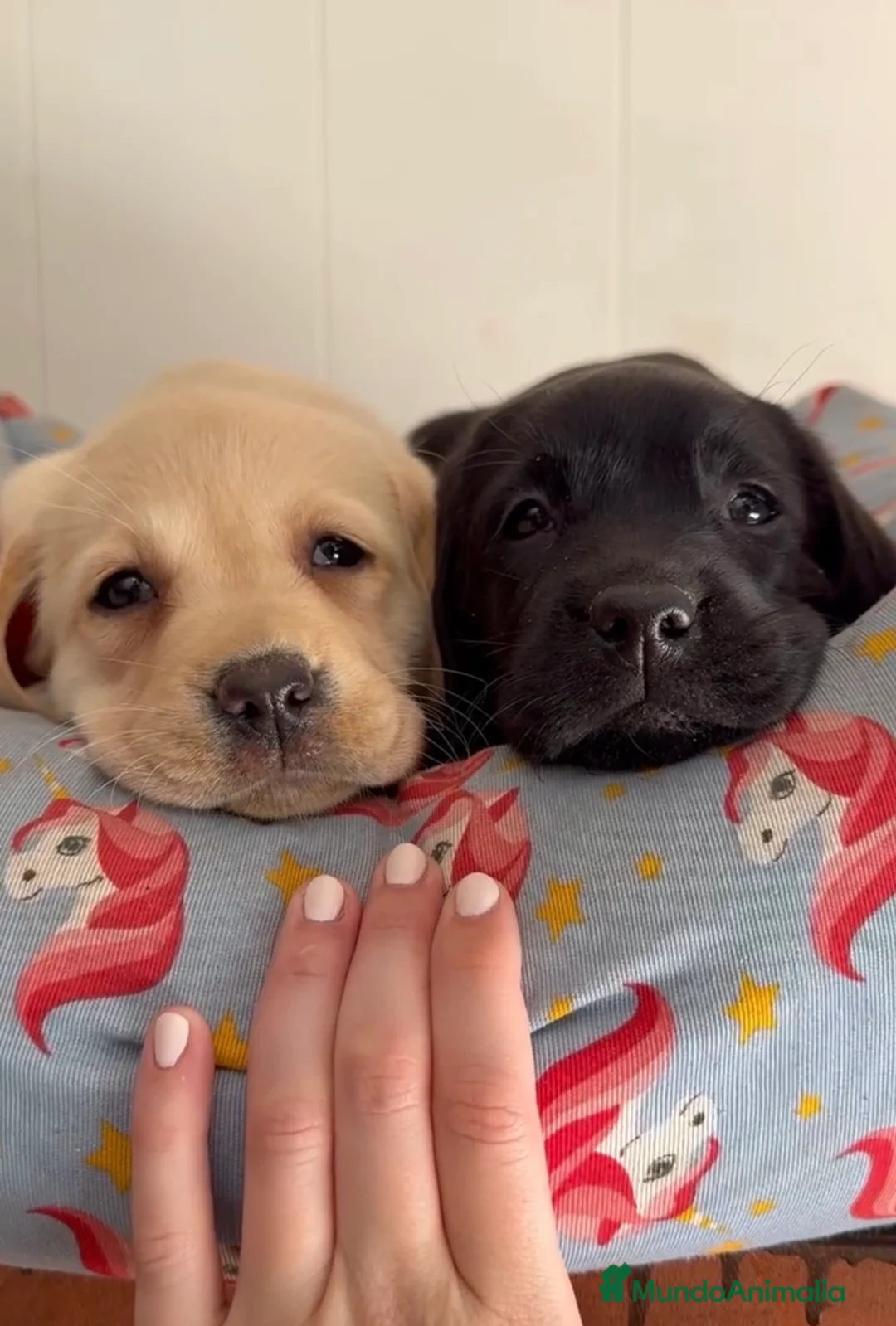 Labrador Retriever perros en venta: Cachorros labrador retriever DE PINECAN - Anuncio 2