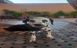 Dálmata perros en venta: Dálmata !! - Imagen 2