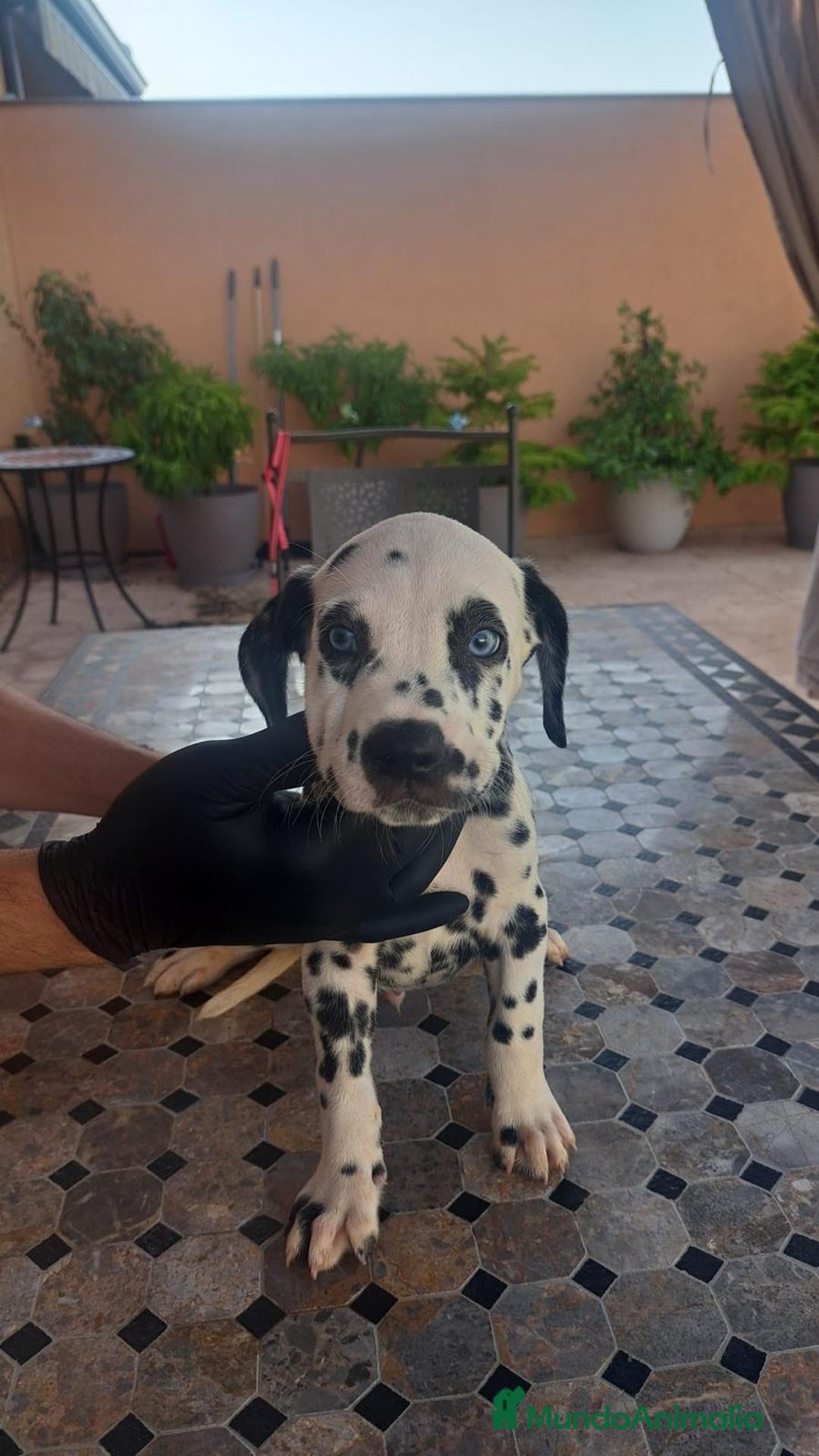 Dálmata perros en venta: Dálmata !! - Imagen 2