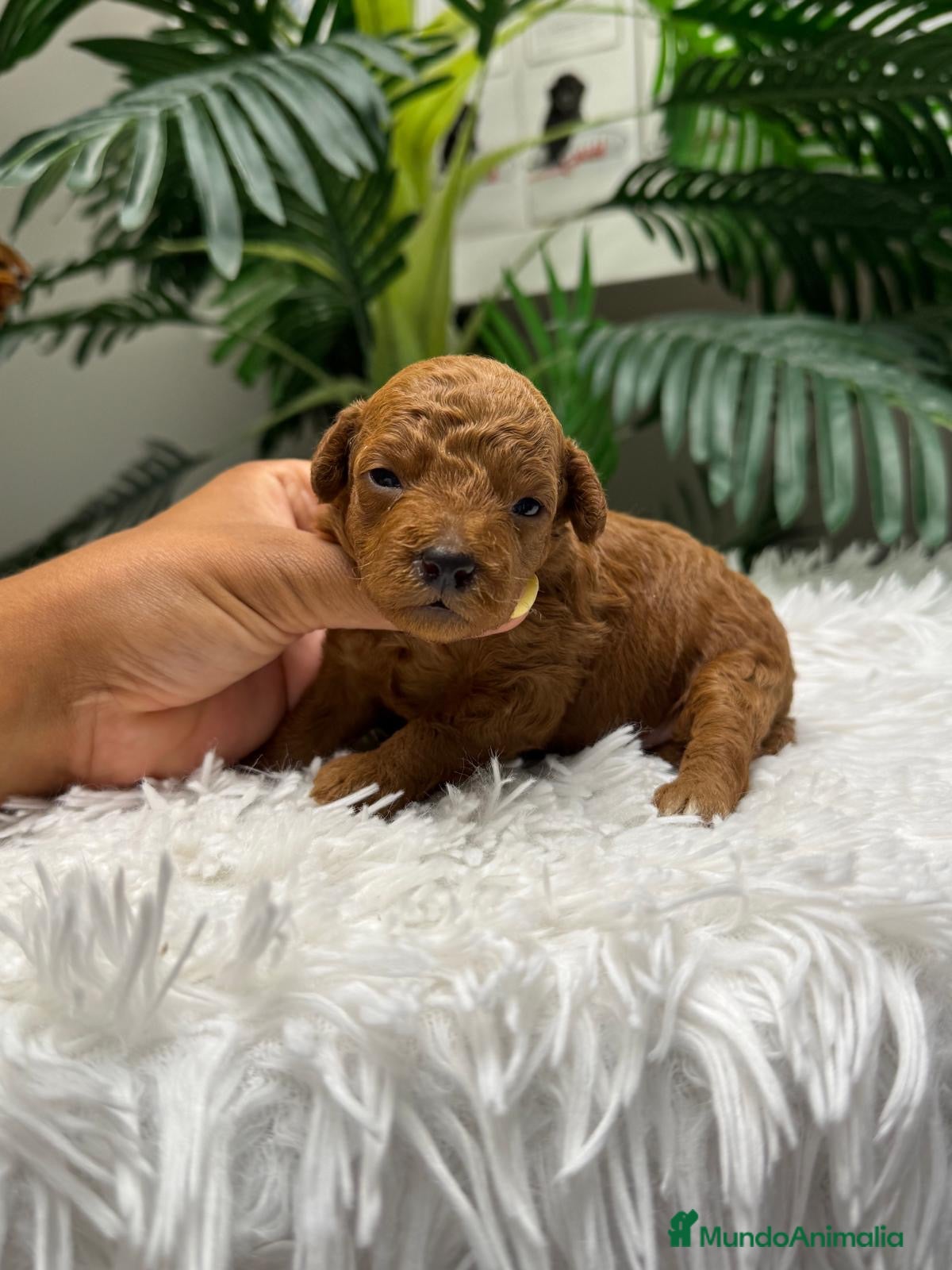 Raza Mixta perros CANICHE 💙💙 - Anuncio 1