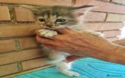 Maine Coon gatos en venta: Maine coon - Imagen 1