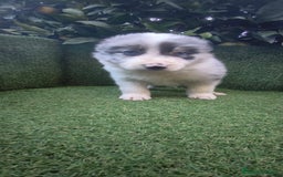 Border Collie perros en venta: border collie blue merle y blancos y negros  - Anuncio 2