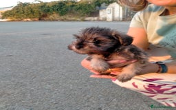 Schnauzer Mediano perros en venta: Snauzer minis - Imagen 3