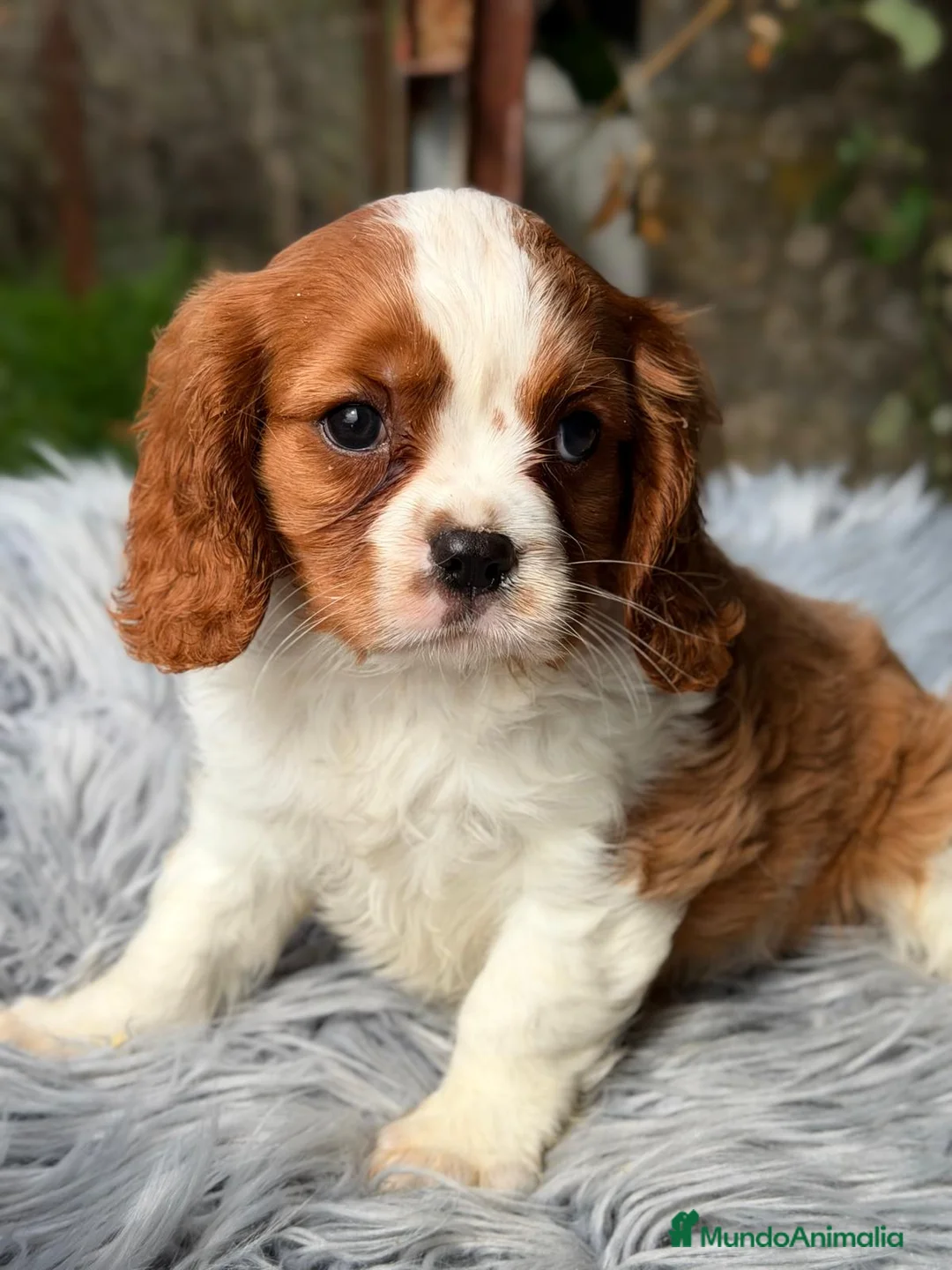 Cavalier King Charles Spaniel perros en venta: CAVALIER MACHO DISPONIBLE - Anuncio 1