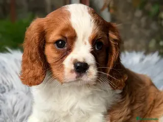 Cavalier King Charles Spaniel perros CAVALIER MACHO DISPONIBLE - Anuncio 1