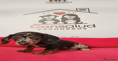 Teckel perros - Anuncio 3