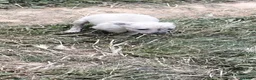 Whippet perros en venta: Whipper  - Anuncio 4
