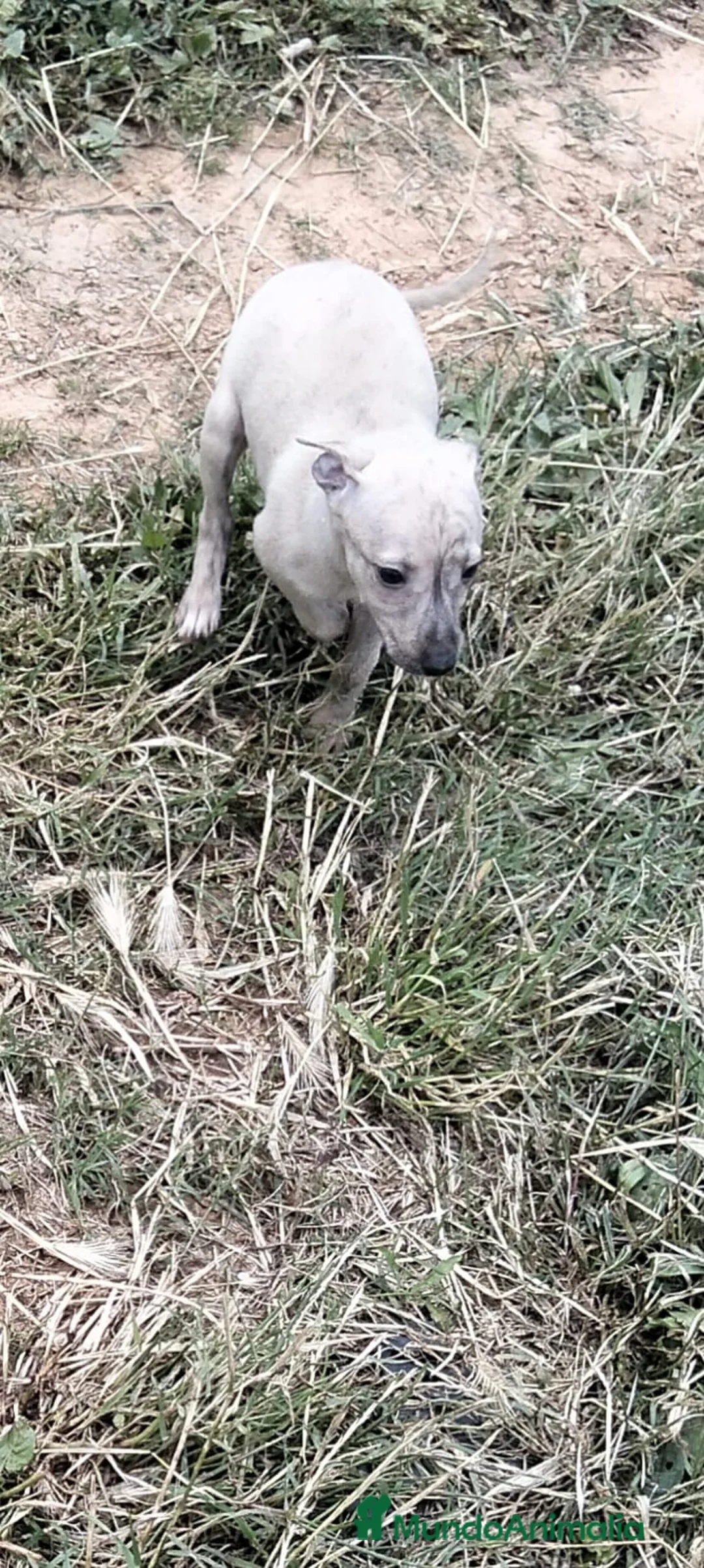 Whippet perros en venta: Whipper  - Anuncio 4
