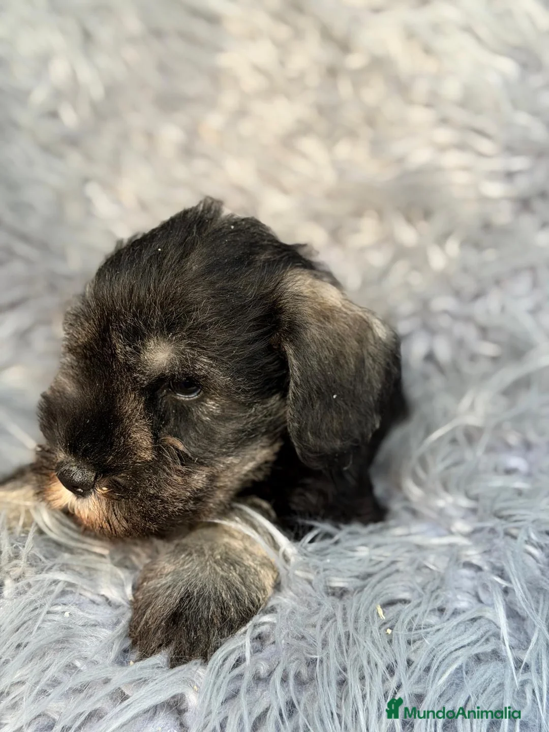 Schnauzer Miniatura perros en venta: Camada de schnauzer  - Anuncio 12