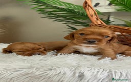 Cocker Spaniel Inglés perros en venta: COCKER SPANIEL INGLES - Imagen 15
