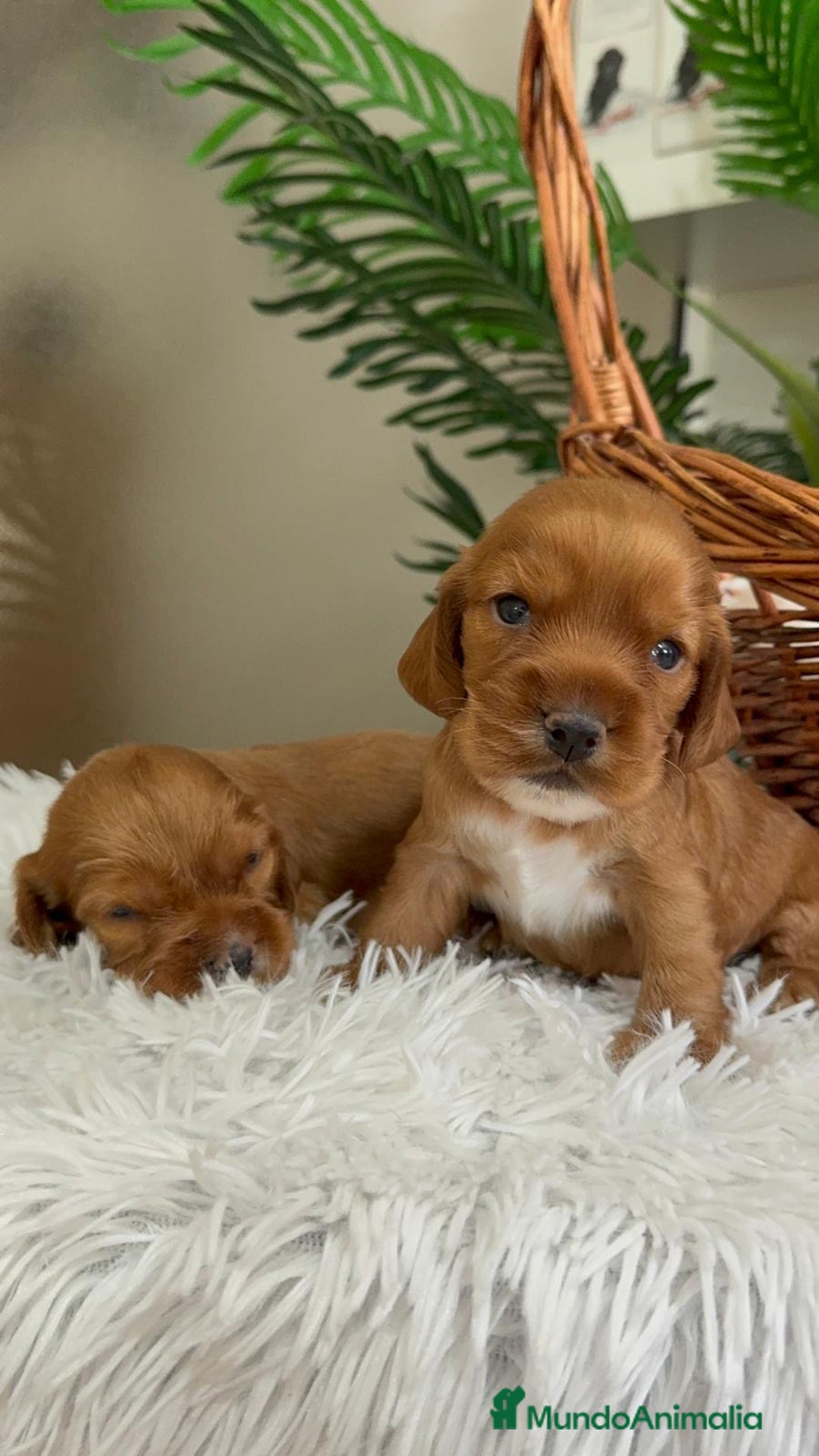 Cocker Spaniel Inglés perros en venta: COCKER SPANIEL INGLES - Imagen 15