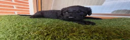 Perro de Agua Español perros en venta: Ultimo Cachorro 🖤 en Madrid - Anuncio 8