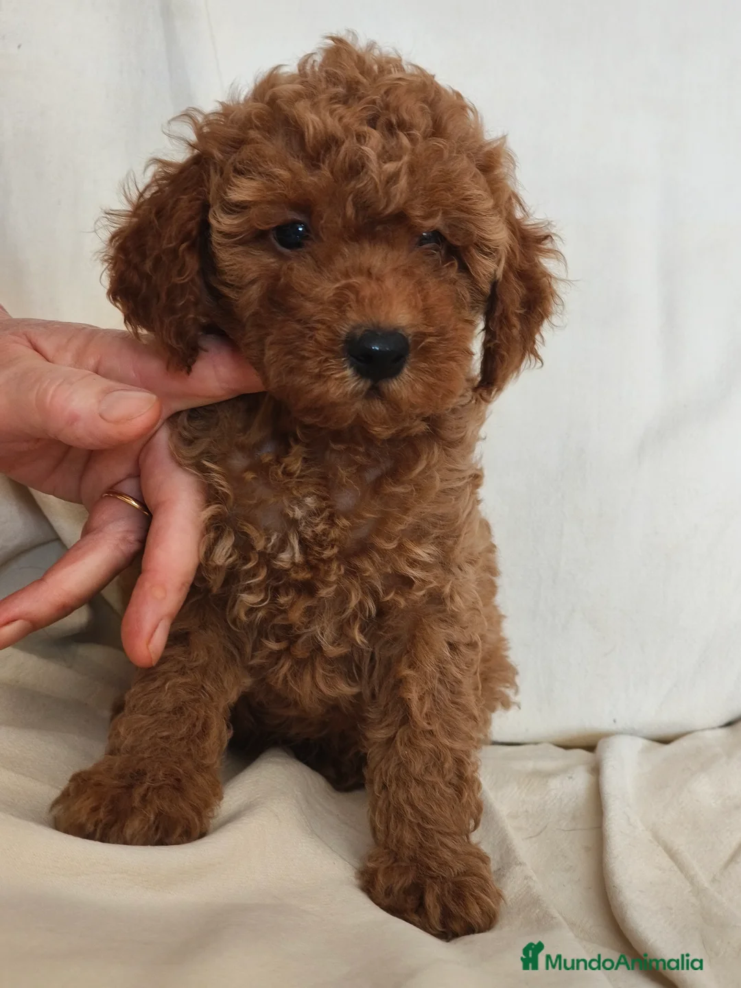 Caniche Toy perros en venta: Cachorritos de caniche toy en Murcia - Anuncio 1