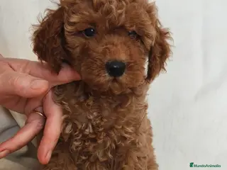 Caniche Toy perros Cachorritos de caniche toy en Murcia - Anuncio 21