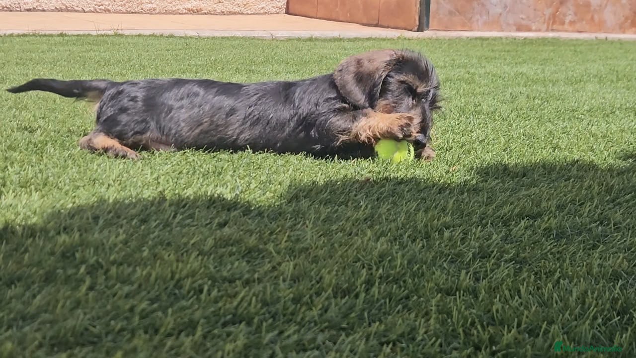 Teckel Miniatura perros Teckel kanichen pelo duro  - Anuncio 1