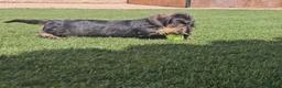 Teckel Miniatura perros en venta: Teckel kanichen pelo duro  - Anuncio 1