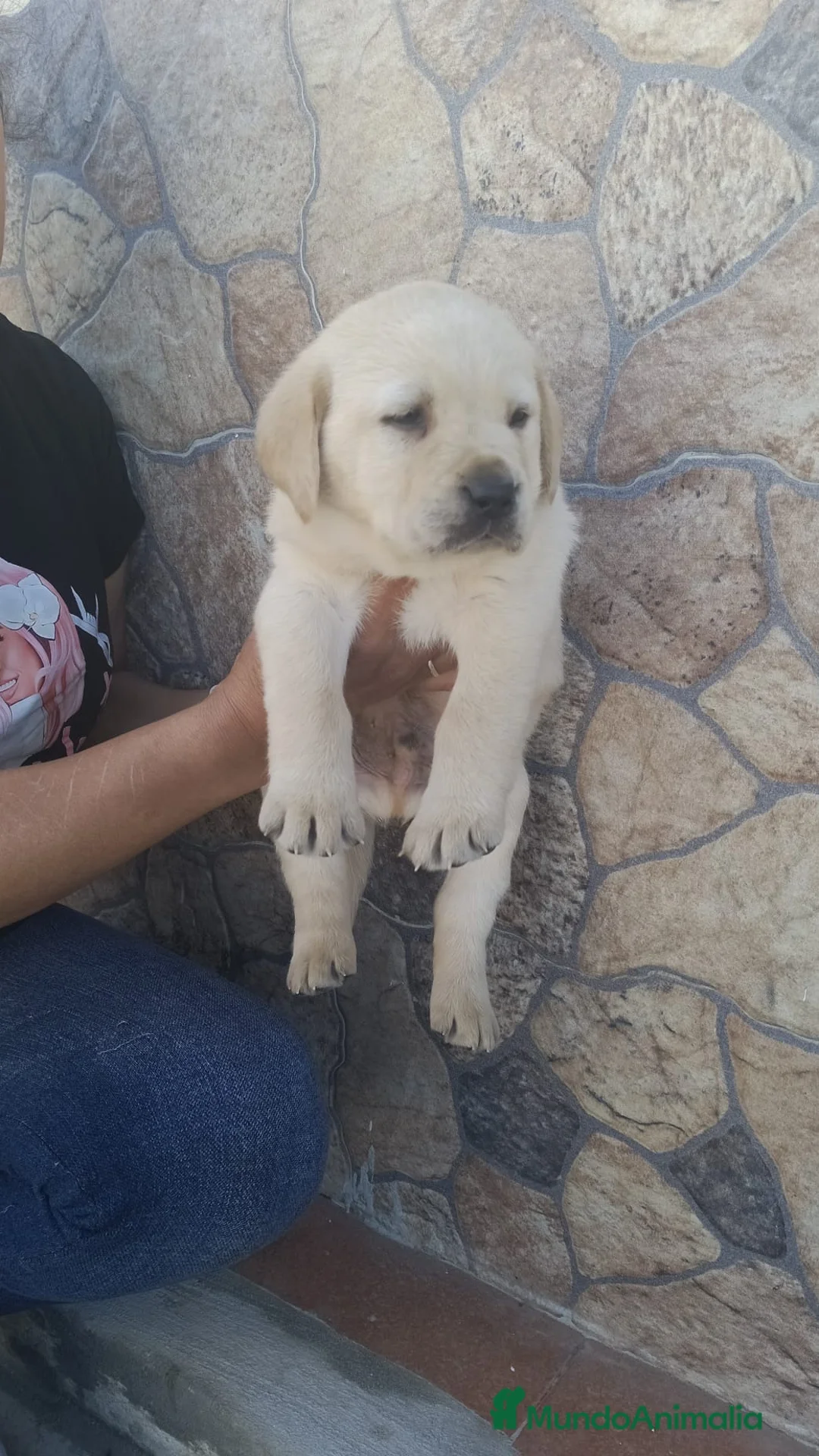 Labrador Retriever perros en venta: Espectacular camada de labrador - Anuncio 1