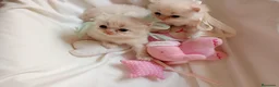 Persa gatos en venta: Gatitos persa y malayo - Anuncio 3
