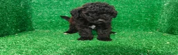 Maltipoo perros en venta: Maltipo  - Anuncio 6