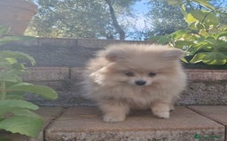 Pomerania perros en venta: Pomerania merle diluido 50% línea rusa - Imagen 5