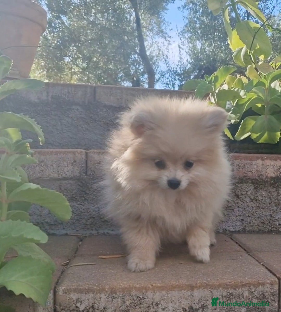 Pomerania perros en venta: Pomerania merle diluido 50% línea rusa - Imagen 5