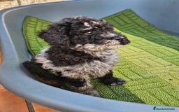 Caniche Toy perros en venta: Caniche toy merles y negros - Imagen 2