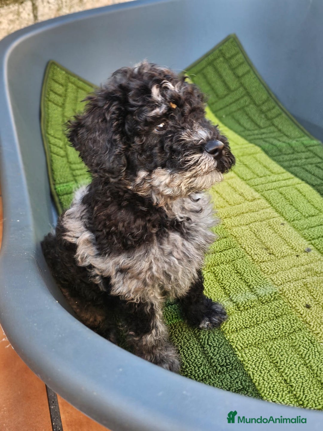 Caniche Toy perros en venta: Caniche toy merles y negros - Imagen 2