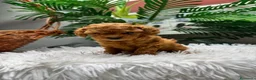 Caniche Toy perros en venta: CANICHE TOY - Anuncio 8