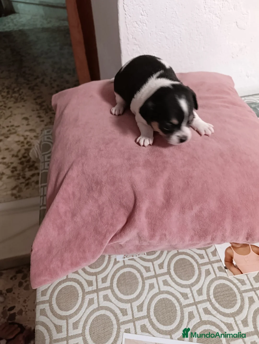 Chihuahua perros en venta: Chihuahua  - Anuncio 2