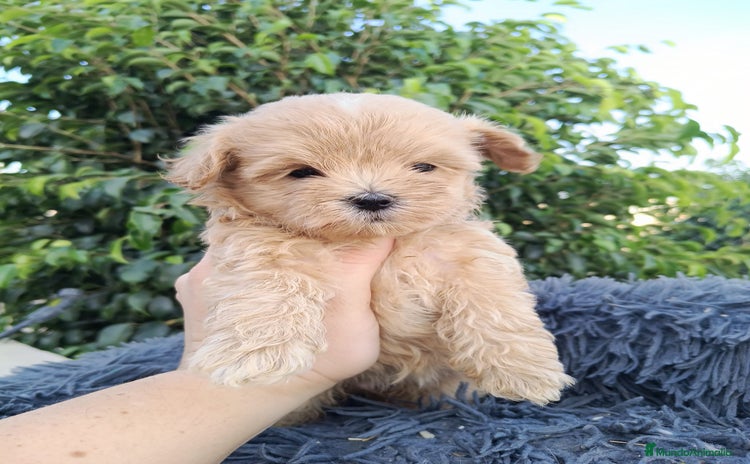 Maltipoo perros - Anuncio 1