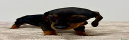 Teckel Miniatura perros en venta: Teckel miniatura - Anuncio 19