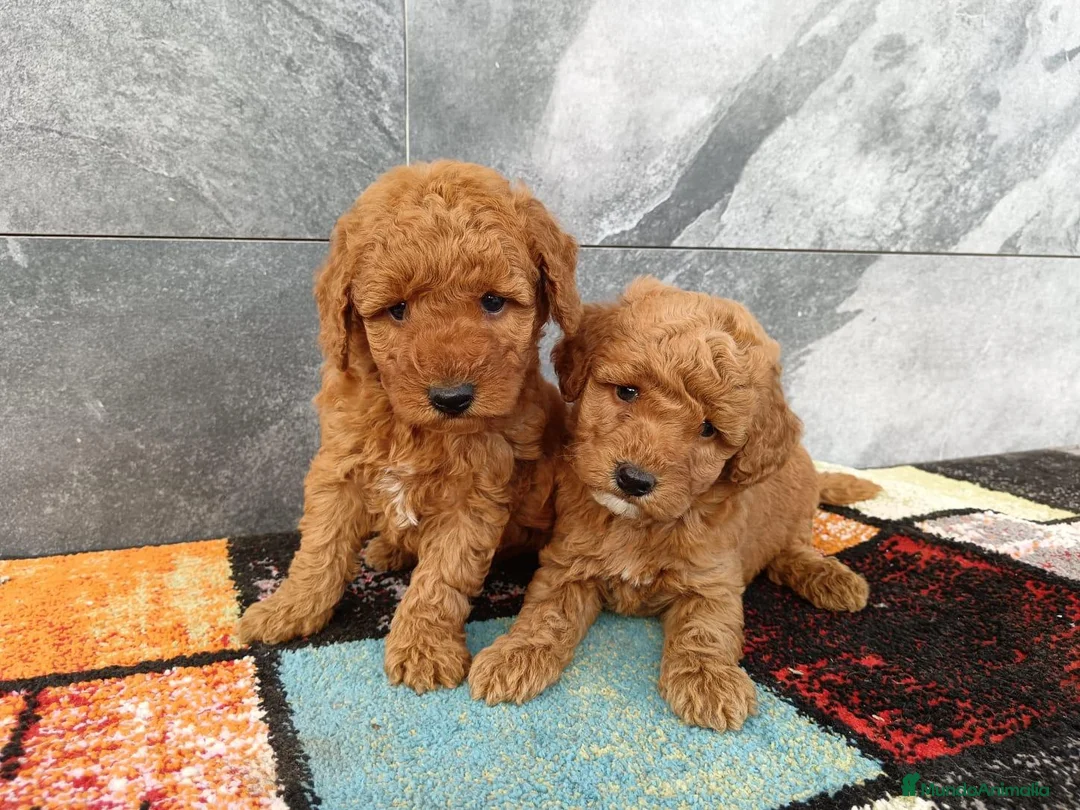 Caniche Toy perros en venta: Caniche toy  - Anuncio 1