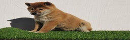Shiba Inu perros en venta: SHIBA INU, CACHORROS DE CRIADERO PROFESIONAL en Madrid - Anuncio 6