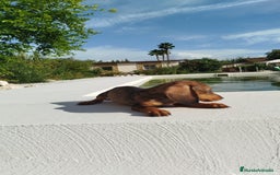 Teckel Miniatura perros en venta: Teckel mini  - Imagen 3