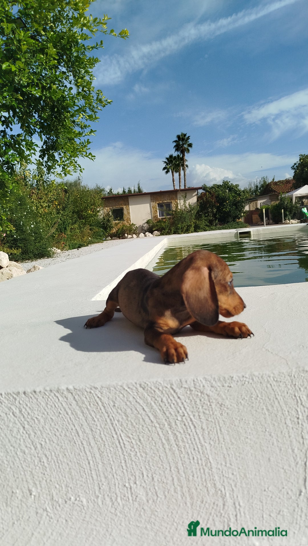 Teckel Miniatura perros en venta: Teckel mini  - Imagen 3
