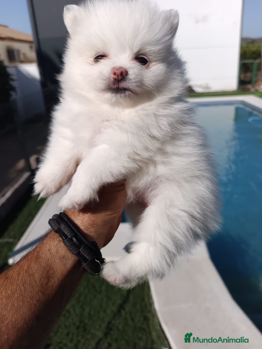 Pomerania perros en venta: Pomeranias - Imagen 2