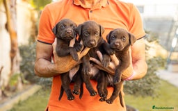 Labrador Retriever perros en venta: LABRADOR CHOCOLATE DISPONIBLE - Imagen 3