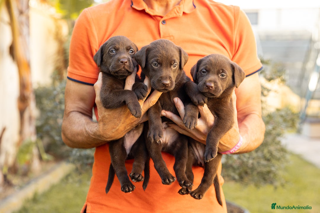 Labrador Retriever perros en venta: LABRADOR CHOCOLATE DISPONIBLE - Imagen 3