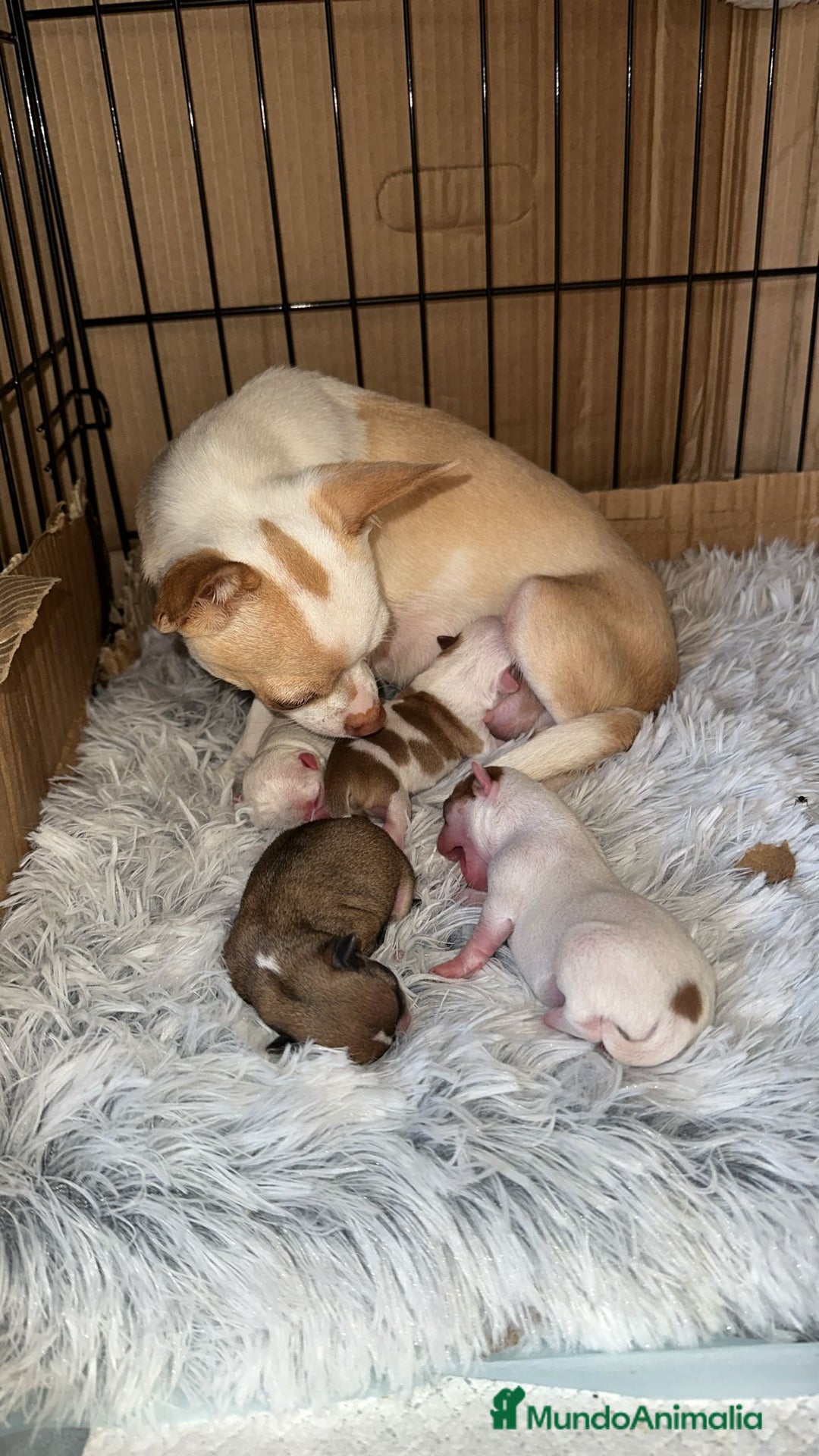 Chihuahua perros en venta: Chihuahua  - Anuncio 10