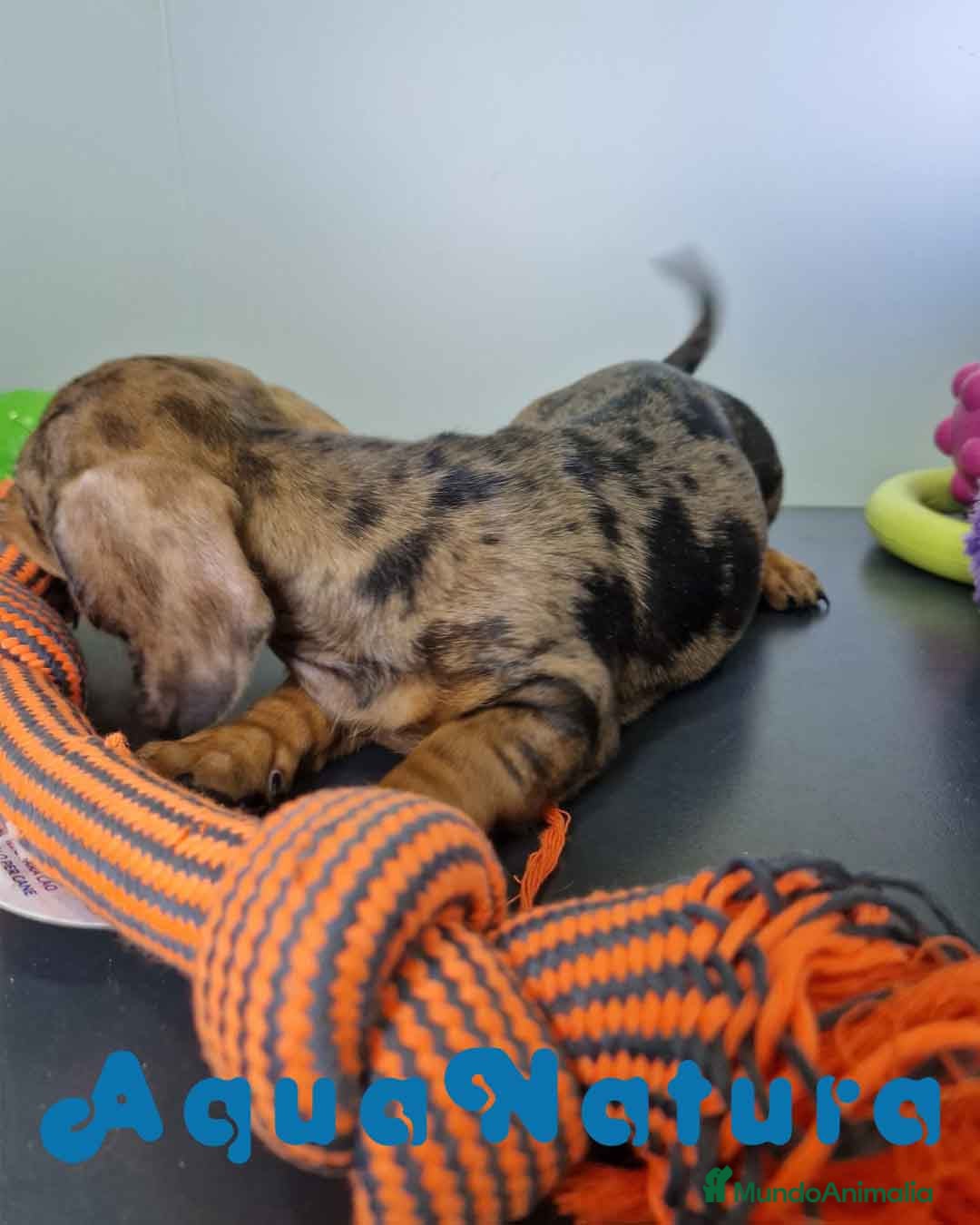 Teckel Miniatura perros en venta: Teckel Hembra 4459 AQUANATURA - Imagen 5
