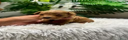 Maltipoo perros en venta: MALTIPOO-75%CANICHE/25%BICHON MALTES - Anuncio 12