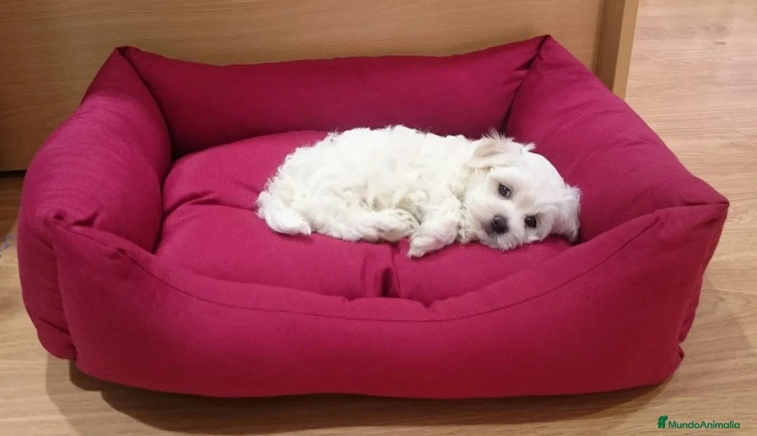 Bichón Maltés perros en venta: Cachorritos de Bichón Maltés en Barcelona - Anuncio 7