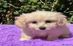 Maltipoo perros en venta: MALTIPOO F1 DISPONIBLES - Imagen 4